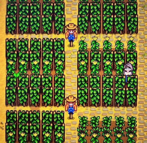 星露谷物语怎么种花[图1]